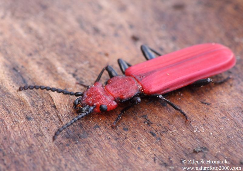 lesák rumělkový, Cucujus cinnaberinus (Brouci, Coleoptera)